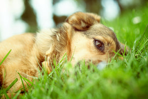 Dogs Eating Grass